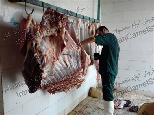 خرید گوشت شتر در همدان