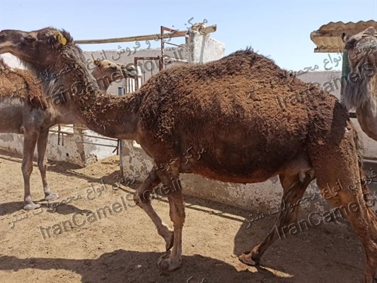 مرکز پخش عمده و خرید گوشت شتر در همدان